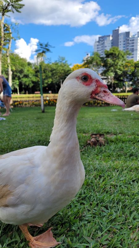 Patos do Ecoparque são simáticos e se aproximam do público -