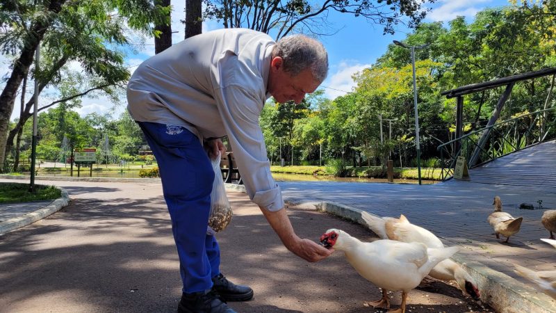 Os patos do Ecoparque se tornaram uma atração turística em Chapecó