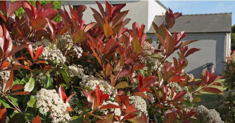 Photinia com flores brancas