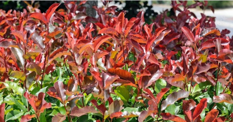 Photinia é uma das opções ideais para quem quer uma planta que cresce rápido