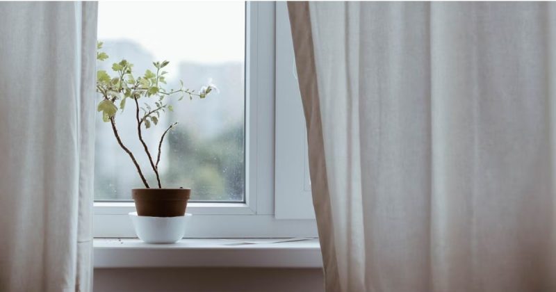 Plantas resistentes ao frio são ideais decorar a casa para o inverno 2025