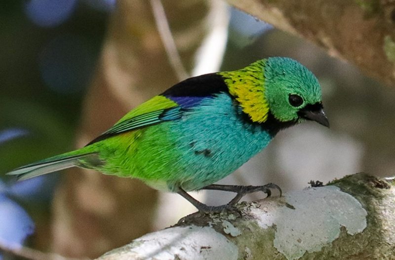 Foto da saíra-sete-cores, uma ave pequena e colorida em tons de verde, azul, amarelo e preto. Ela está em um galho de árvore. O fundo está desfocado.