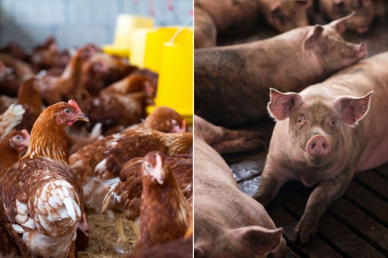 exportações de carnes; frango e suínos