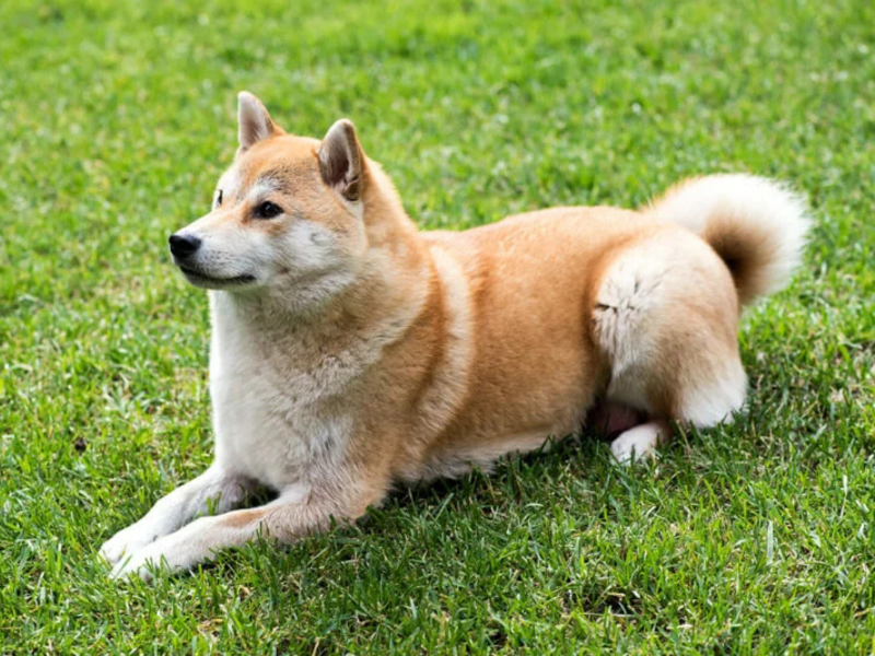 Shiba Inu deitado em um gramado