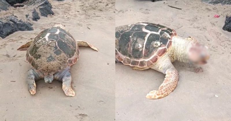 Tartaruga encontrada morta e em estado de decomposição em praia de Balneário Barra do Sul (SC)