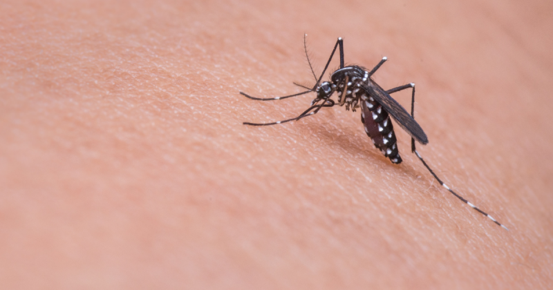 Mosquito transmissor da dengue, Aedes aegypti