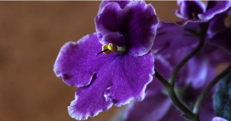 Violeta africana, flor para dentro de apartamento 