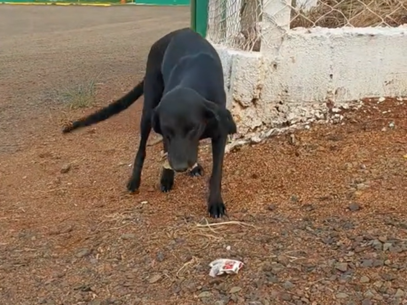 Vira-lata resgatada entregando um presente para a mulher