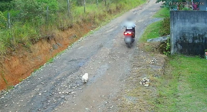 Cão corre atrás de moto após ser abandonado em SC