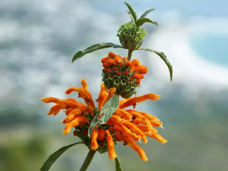 Flor cauda de leão, conhecida por atrair beija-flores e borboletas Flor cauda de leão, conhecida por atrair beija-flores e borboletas