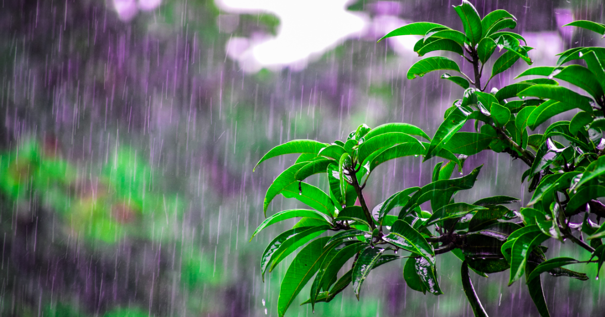 Imagens de uma árvore molhada da chuva, para fazer referência a chuva que irá o correr no domingo 