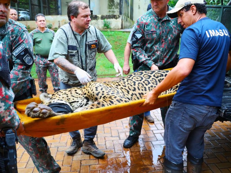 A imagem mostra a onça-pintada que devorou caseiro Jorge Ávalo sendo transportada. 