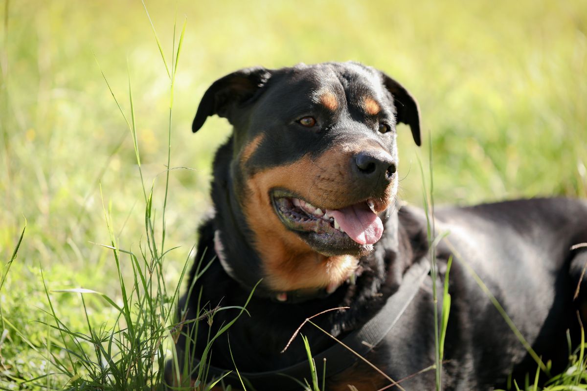 Cachorro da raça rottweiler deitado