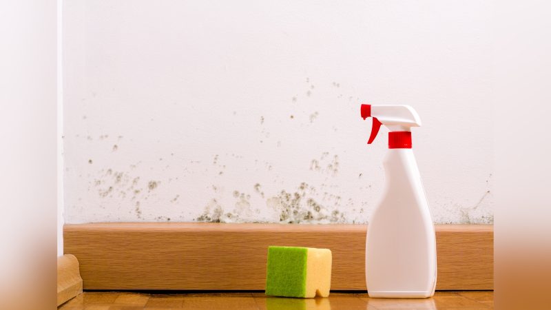 Imagem de esponja com spray na frente de parede com mofo para truque para tirar mofo da parede