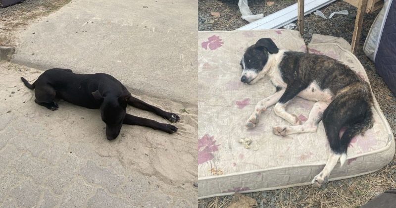 Homem abandona animais, avisa ONG e acaba preso por maus-tratos em Joinville Homem abandona animais, avisa ONG e acaba preso por maus-tratos em Joinville (SC)