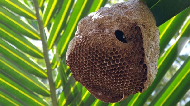Colmeia abelhas no quintal