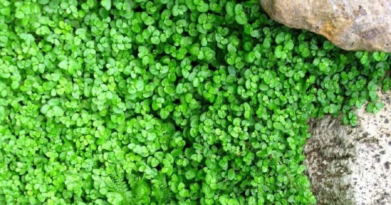 Soleirolia soleirolii Imagem da planta Soleirolia soleirolii em primeiro plano no meio de uma pedra, para mostrar como ela fica linda na decoração de jardinagem