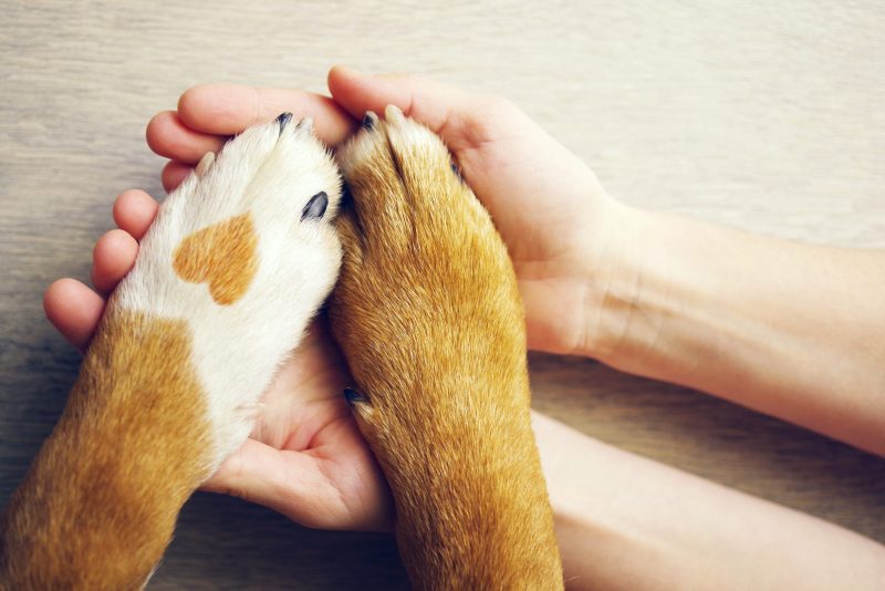  as raças de cachorro que mais amam os humanos