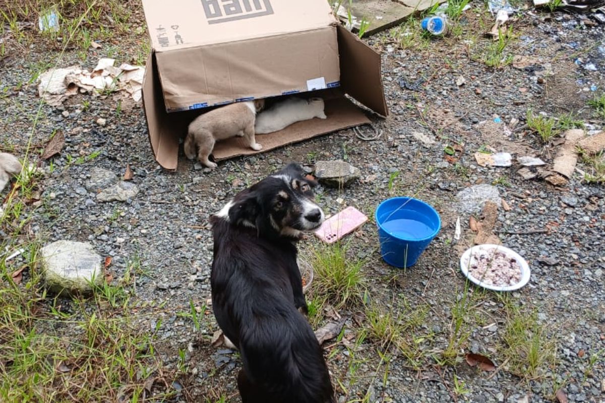 Animais que foram abandonados em Joinville para ilustrar a matéria sobre abandono de cachorros Animais que foram abandonados em Joinville para ilustrar a matéria sobre abandono de cachorros