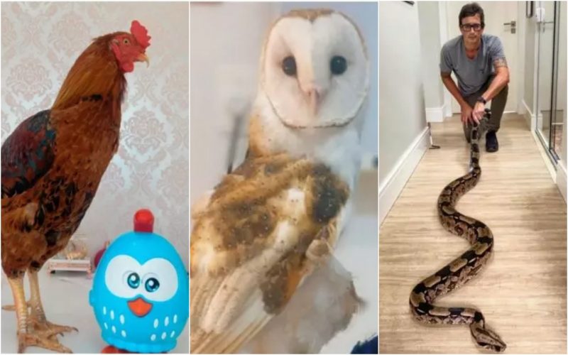 galo, coruja e jiboia: alguns dos animais de estimação mais inusitados