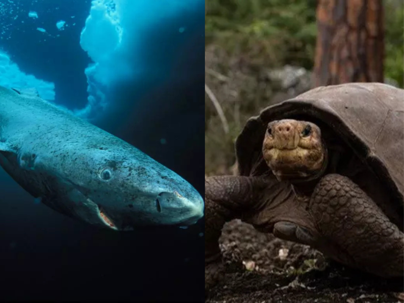 Tubarão da Groelândia e Tartaruga-gigante, animais mais antigos do mundo Tubarão da Groelândia e Tartaruga-gigante, animais mais antigos do mundo
