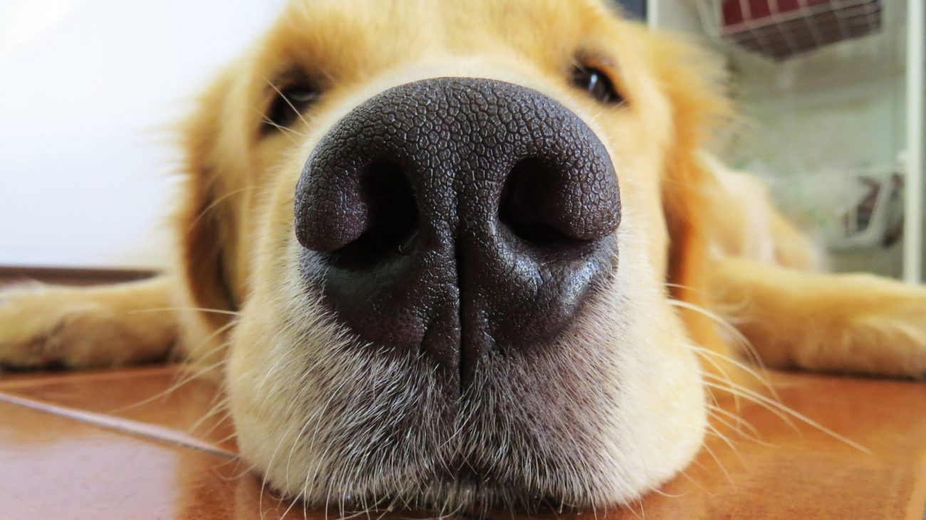 Cachorro da raça Golden Cachorro da raça Golden