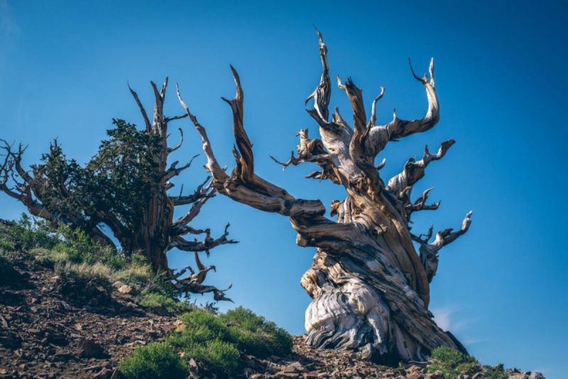 Matusalém Matusalém, a árvore mais velha do mundo
