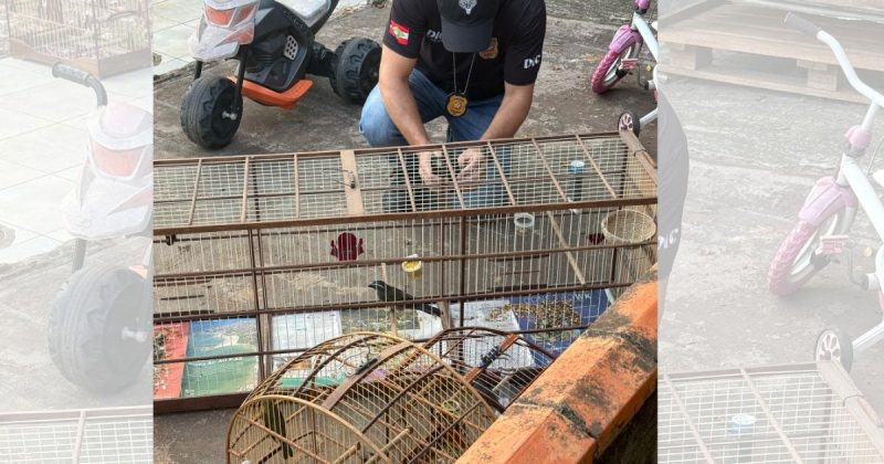 Operação conjunta resgatou animais Polícia flagra cativeiro com 56 aves silvestres em Joinville