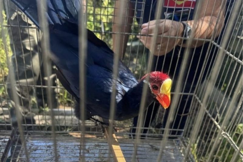 Aves nativas Aves nativas e tigre-d’água fiscalização flagra criadouro clandestino em SC