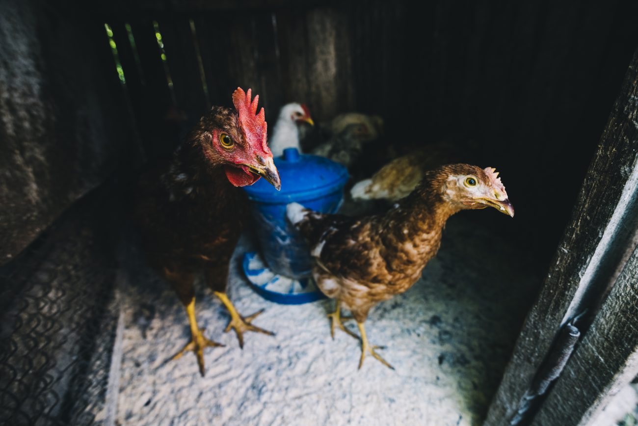 Frangos em criadouro
