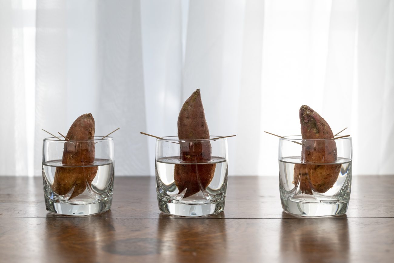 Cultivar batata-doce Como cultivar batata-doce em casa