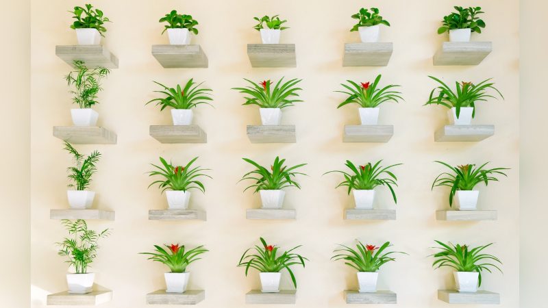 Imagem de plantas enfileiradas Imagem de plantas enfileiradas