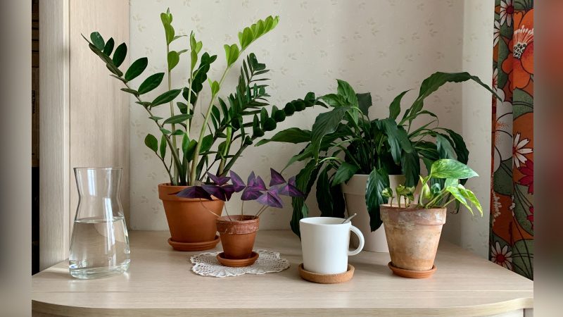 Plantas em cima de mesa Imagem de plantas em cima de mesa com água e xícara para matéria sobre adicionar bicarbonato de sódio nas plantas