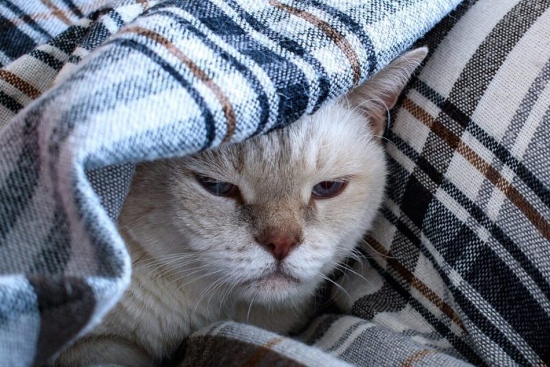 gato gato velho