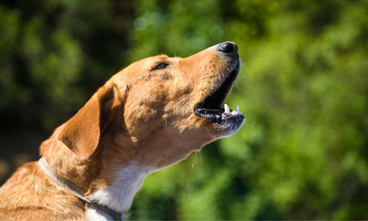 Cachorro Cachorro latindo