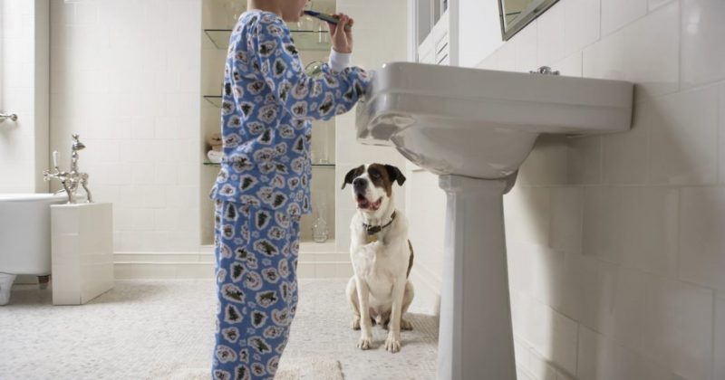 Cachorro Cachorro te segue até no banheiro? Veja motivos