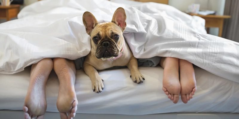 cachorro cachorro na cama