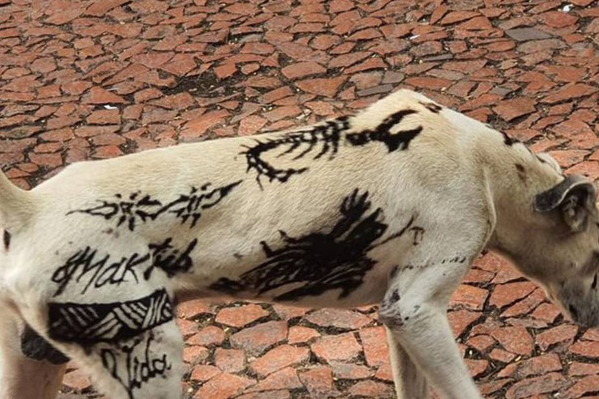 Projeto aprovado no Senado proíbe tatuagens e piercings em animais