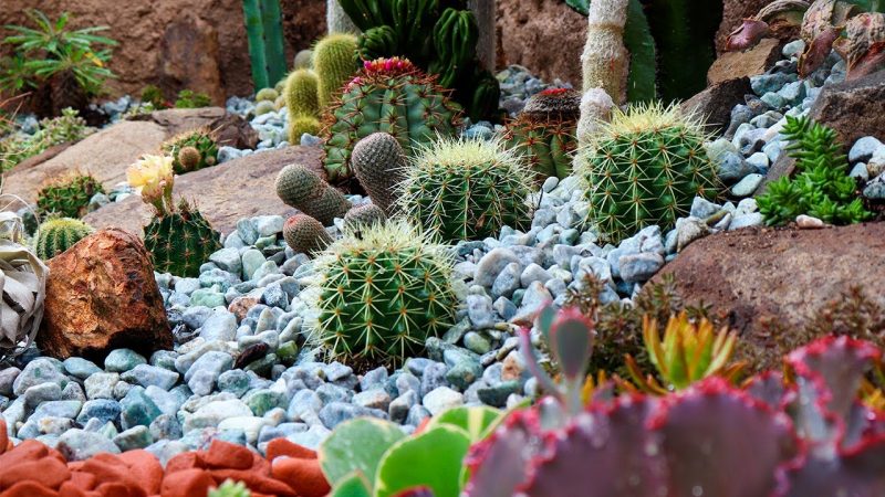 cactos cactos no jardim