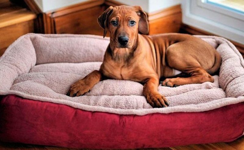 Cachorro Cachorro dormindo na cama de cachorro