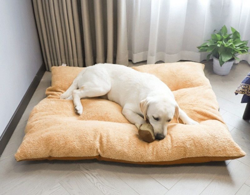 cama de cachorro Cachorro dormindo na cama de cachorro
