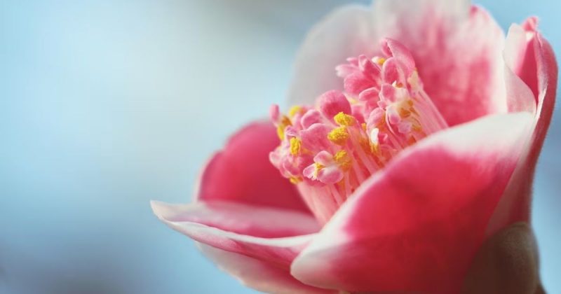 Camélia Pétalas da flor camélia