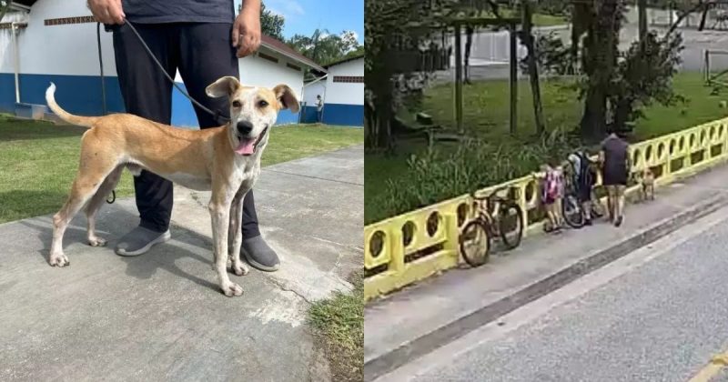 Jorge, o cão arremessado de ponte é abandonado novamente e volta às ruas de Joinville Jorge, o cão arremessado de ponte é abandonado novamente e volta às ruas de Joinville (SC)