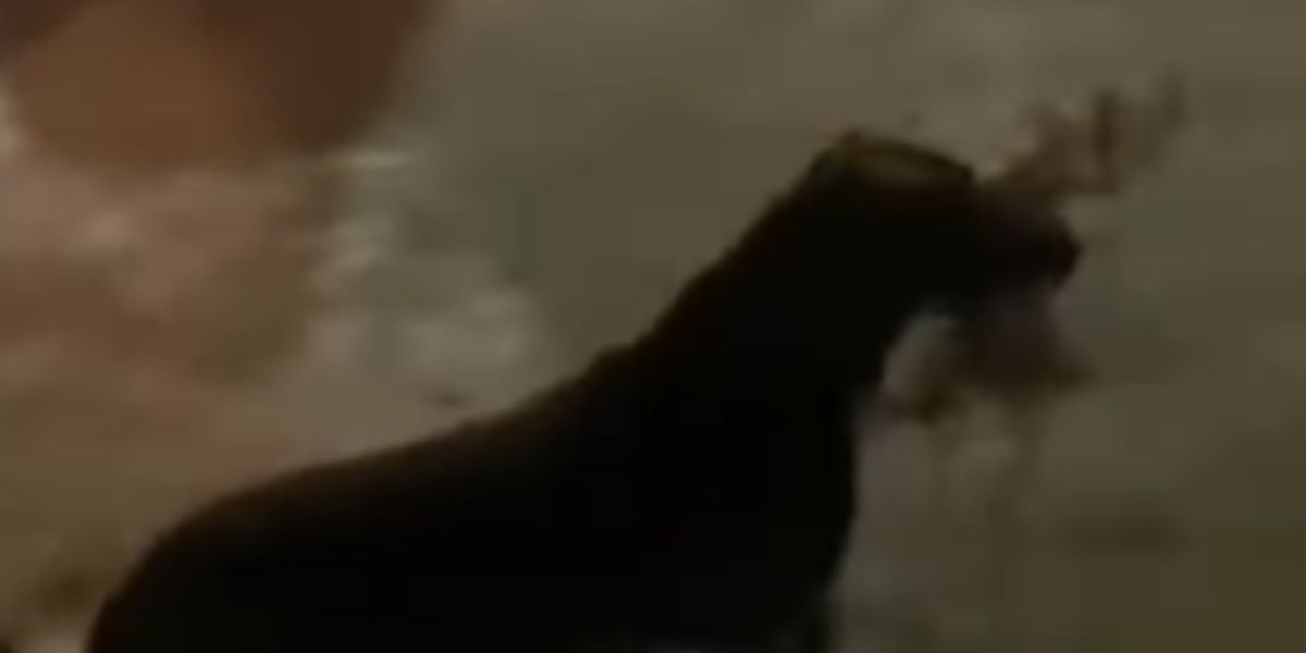 Cachorro roubando churrasco em SC 