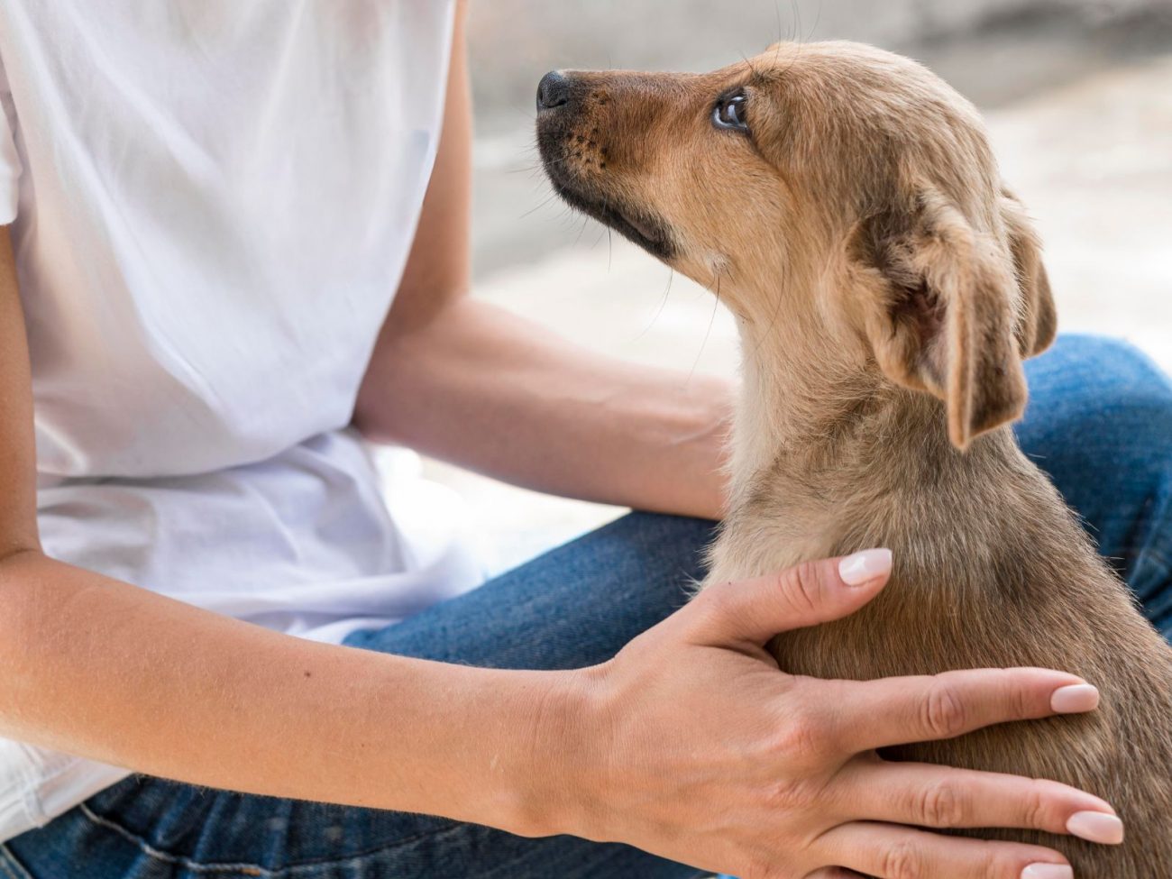 Programa Cão Terapia em Blumenau Programa Cão Terapia em Blumenau: conheça novo projeto