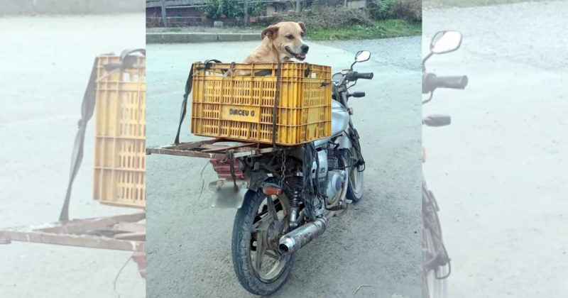 Caramelo 'faceiro' na garupa de moto revela infração gravíssima no trânsito de SC Caramelo 'faceiro' na garupa de moto em São Bento do Sul (SC)