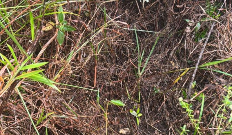 Cova em região de mata