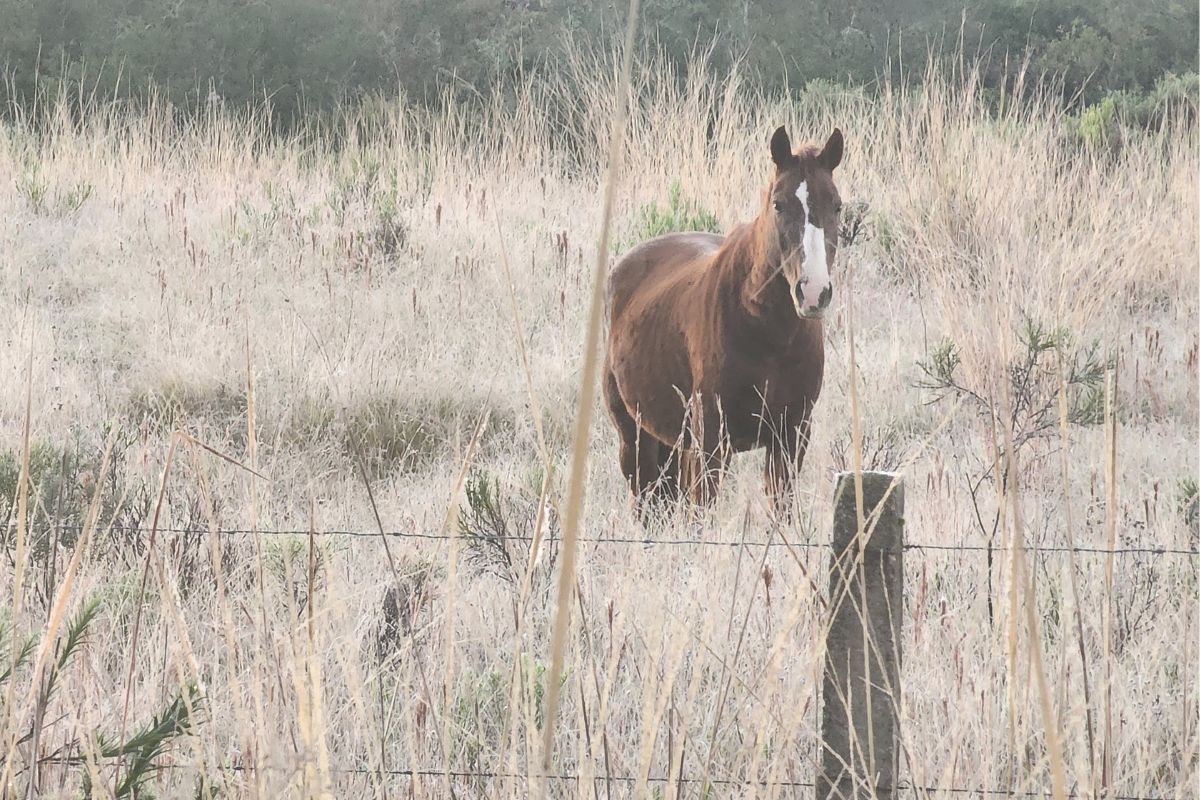 Cidade de SC tem 16 geadas e termina maio com -2,3&deg;C – Foto: Wagner Urbano/NDTV/ND