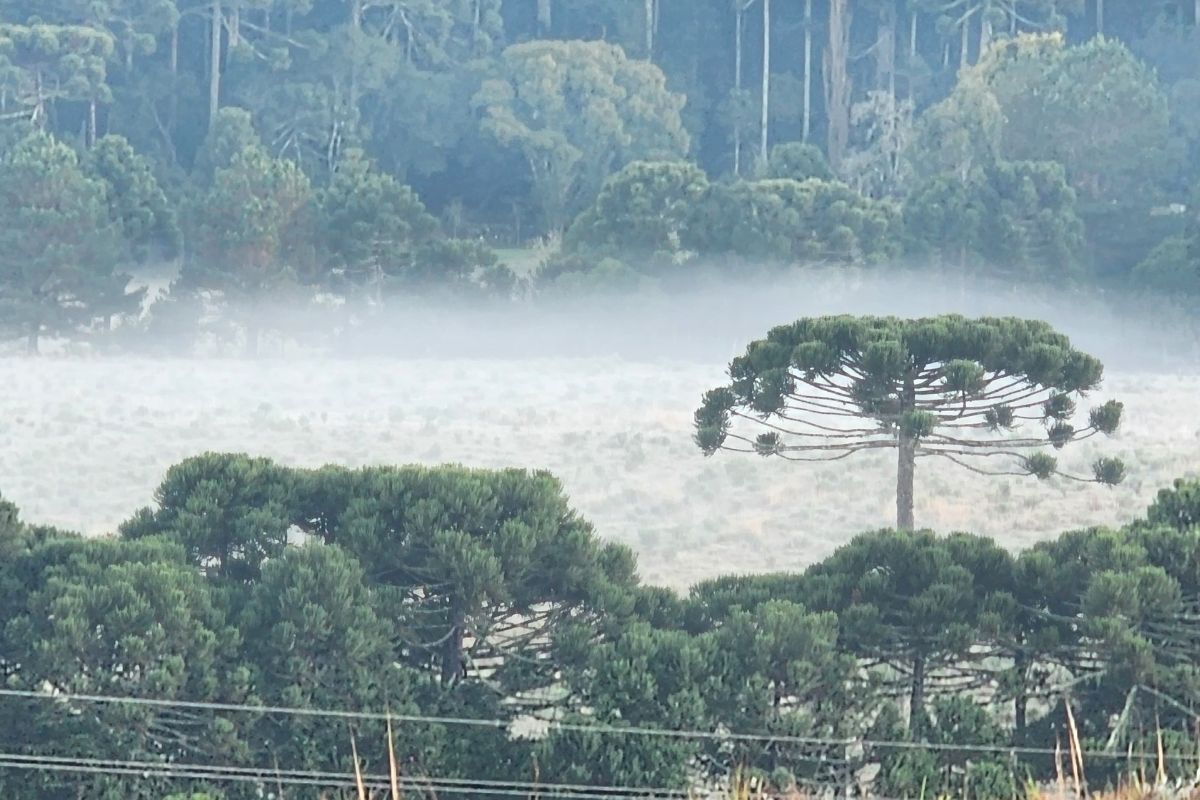 Na terça-feira (10), o tempo deve seguir firme e ensolarado em todas as regiões. As temperaturas continuam baixas, com risco de geada especialmente no Meio-Oeste e Planalto Sul. - Wagner Urbano/NDTV/ND