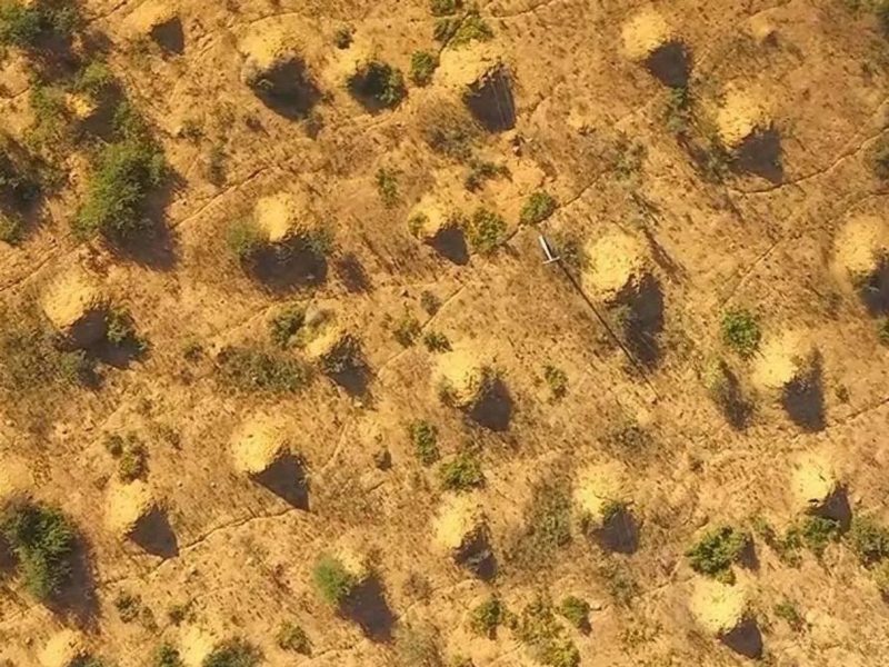 colônia cidade gigante de cupins